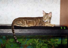 ориентальная кошка Грэмми Джангл
