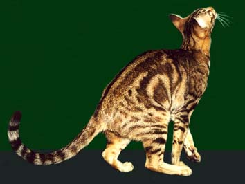 ориентальная кошка Грэмми Джангл