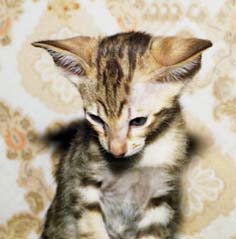ориентальнаый кот Самурай Ламбада