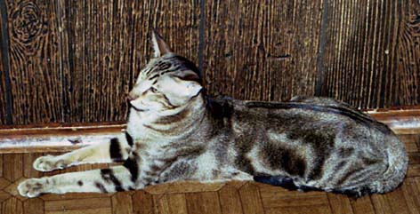 ориентальнаый кот Самурай Ламбада