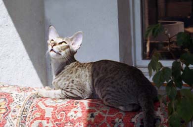 ориентальный кот FIN*Kattilan Old Spots