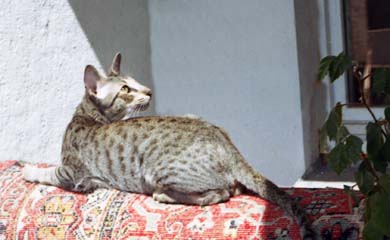 ориентальный кот FIN*Kattilan Old Spots