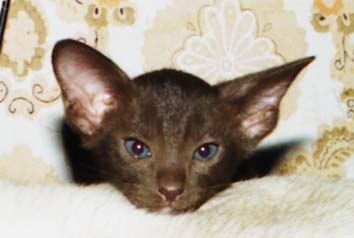 ориентальный котёнок шоколадного окраса (гавана)