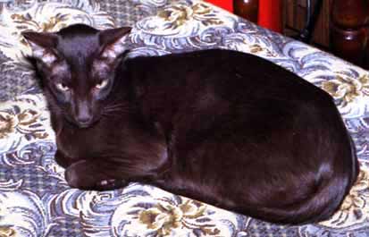 ориентальная кошка шоколадного окраса (гавана)
